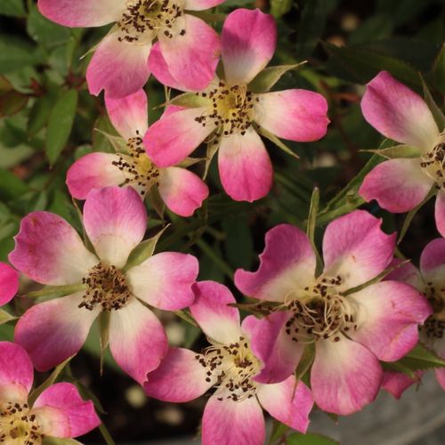 Sára Stromková růže s drobnými květy